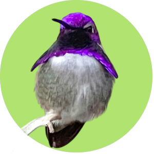 birds category pets love that pet store