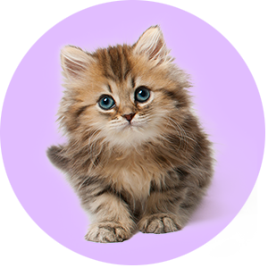 cats category pets love that pet store