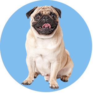 dogs category pets love that pet store