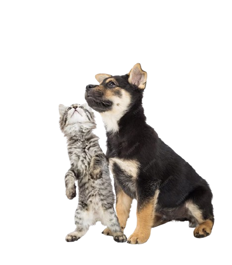 cat and dog are friends