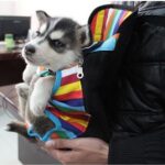 Pet-Carrier-Backpack-Collection0-600x600