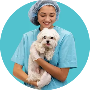 Pet Care