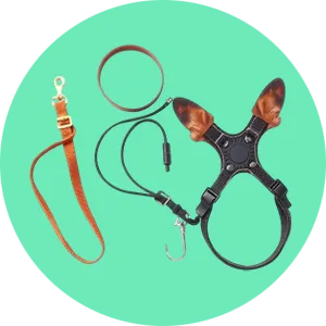 Collar, Leashes &amp; Harnesses