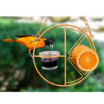 Circular Outdoor Hummingbird Feeder – Orange Nectar & Water Feeding Station