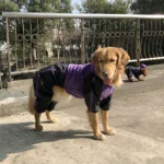 Waterproof Large Dog Raincoat - Purple