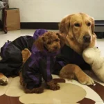 Waterproof Large Dog Raincoat - purple