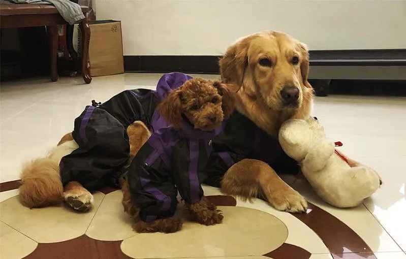 Waterproof Large Dog Raincoat - purple