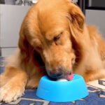 Yipetor Anti-Choke Slow Feeder Dog Bowl & Lick Mat – 3/4 Cup Non-Slip Treat Bowl