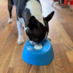 Yipetor Anti-Choke Slow Feeder Dog Bowl & Lick Mat – 3/4 Cup Non-Slip Treat Bowl