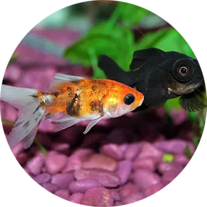 Aquariums