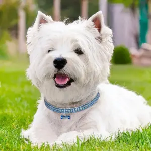 Bling Rhinestone Pet Collar with Bone Pendant