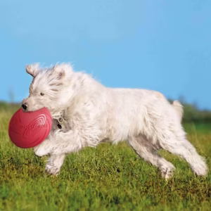 Dog-O-Soar – Interactive Dog Flying Disc Chew Toy – Durable Soft Rubber Training & Fetch Toy for Puppies & Dogs