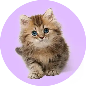 Cat Products
