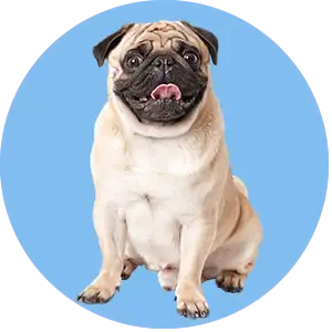 Dog Products