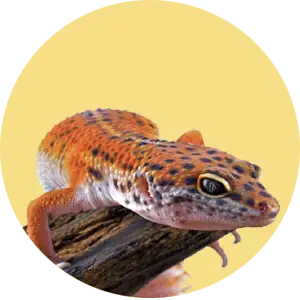 Reptile