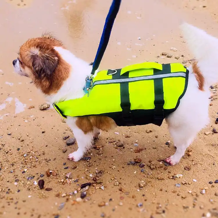 green inflatable dog life jacket - dog ready to jump to the lake