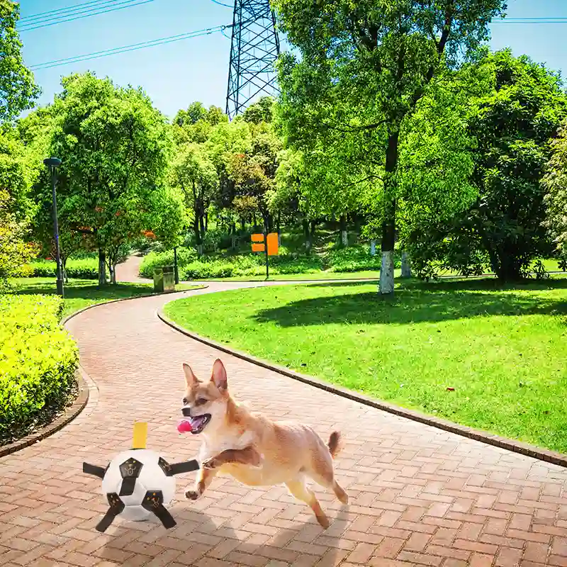 Outdoor Football For Dog Training