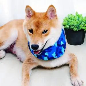 pet-cooling-scarf